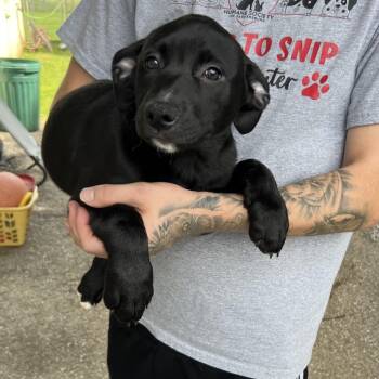 Bread & Butter Pickles -  Mixed Breed Dog for Adoption in Parkersburg, West Virginia - Bread & Butter Pickles | PetCurious