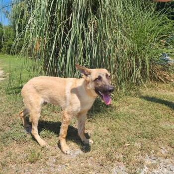 Jackson -  Shepherd Dog for Adoption in Manhasset, New York - Jackson | PetCurious