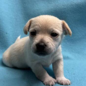 Ginger -  Chihuahua Dog for Adoption in Austell, Georgia - Ginger | PetCurious
