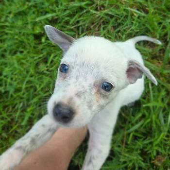Rudy -  Cattle Dog and Mixed Breed Dog for Adoption in Peculiar, Missouri - Rudy | PetCurious