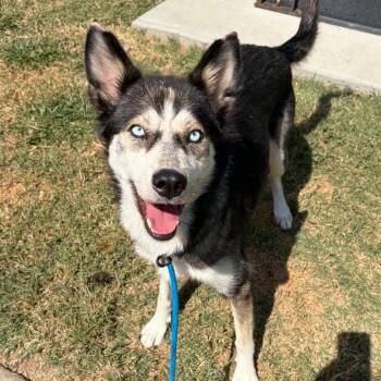 Sabrina -  Husky and Mixed Breed Dog for Adoption in Concord, North Carolina - Sabrina | PetCurious