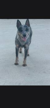 Ina -  Australian Cattle Dog Blue Heeler Dog for Adoption in Plano, Texas - Ina | PetCurious