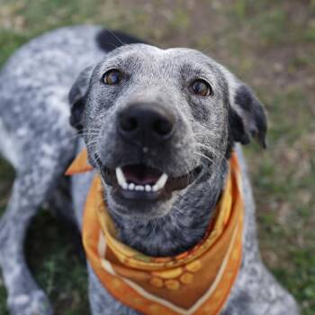KATE -  Terrier Dog for Adoption in San Antonio, Texas - KATE | PetCurious