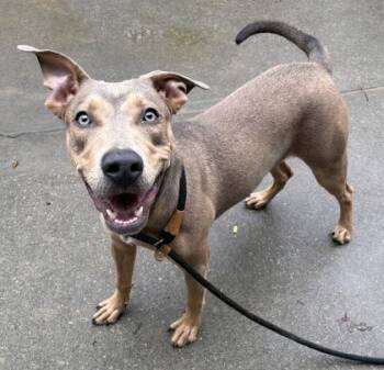 Tuesday -  Pit Bull Terrier and Mixed Breed Dog for Adoption in New Albany, Indiana - Tuesday | PetCurious