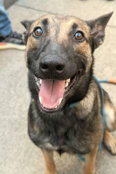 Canberra -  Belgian Shepherd Malinois Dog for Adoption in Chicago, Illinois - Canberra | PetCurious