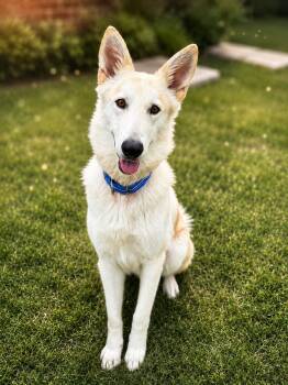 Drako -  German Shepherd Dog Dog for Adoption in Sand Lake, Florida - Drako | PetCurious