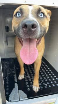 Rescue Mixed Breed Dogs for Adoption in Palmetto, Florida - A132263 | PetCurious
