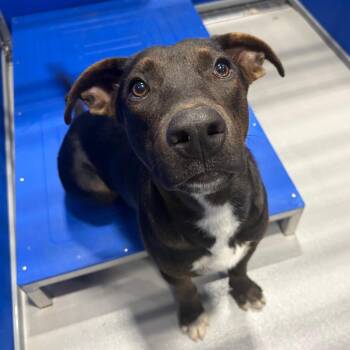 Blackey  KCAC -  Mixed Breed and Shepherd Dog for Adoption in Kerrville, Texas - Blackey  KCAC | PetCurious