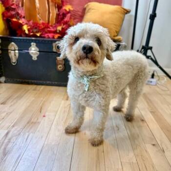 Bailey -  Poodle and Miniature Poodle Dog for Adoption in Friendswood, Texas - Bailey | PetCurious
