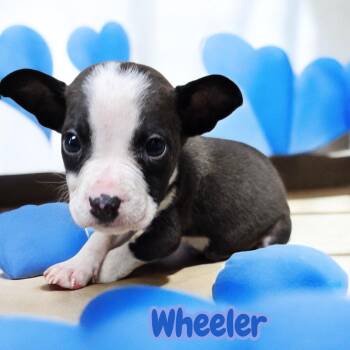 Boxer Dogs Available for Adoption - Wheeler  | PetCurious