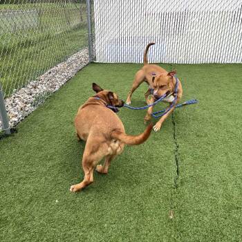 Pit Bull Terrier and Mixed Breed Dogs Available for Adoption in Bristol, Indiana - Hickory | PetCurious