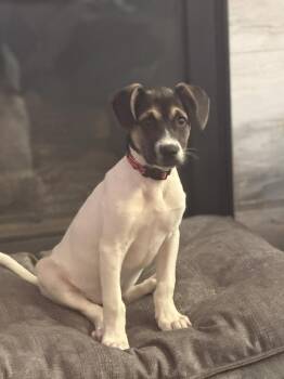 Bart -  Terrier Dog for Adoption in Parker, Colorado - Bart | PetCurious