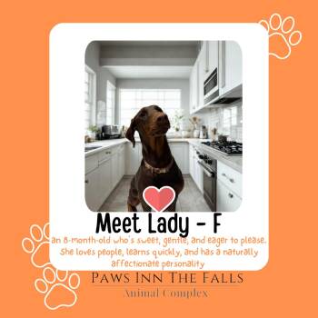 Doberman Pinscher Dogs Available for Adoption - Lady | PetCurious