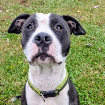 Rescue Mixed Breed Dogs for Adoption in Jeffersonville, Indiana - Rosie | PetCurious