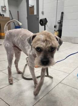 Carter -  Shih Tzu Dog for Adoption in Elmwood, Louisiana - Carter | PetCurious