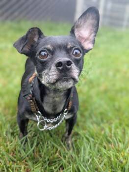 Rescue Chihuahua Dogs for Adoption in Santa Rosa, California - Robin | PetCurious