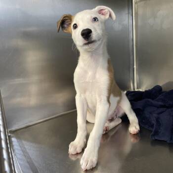 Tucker (pka Benji) -  Australian Shepherd and Mixed Breed Dog for Adoption in Spokane, Washington - Tucker (pka Benji) | PetCurious