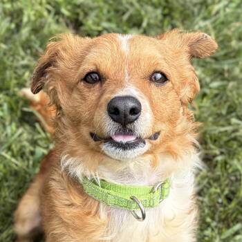 Cheesecake -  Chihuahua Dog for Adoption in Jefferson, Wisconsin - Cheesecake | PetCurious