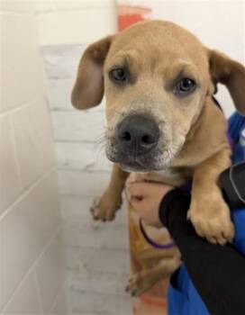 PANCAKE -  Pit Bull Terrier and Mixed Breed Dog for Adoption in San Bernardino, California - PANCAKE | PetCurious