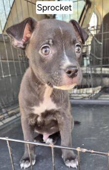 Jack Russell Terrier Dogs Available for Adoption - Sprocket | PetCurious