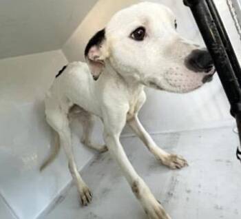 Dogo Argentino Dogs Available for Adoption in Houston, Texas - A655968 | PetCurious