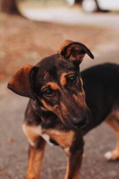 Shepherd and Mixed Breed Dogs Available for Adoption in North Charleston, South Carolina - 92398A Arlie | PetCurious