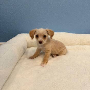 Ken -  Terrier and Mixed Breed Dog for Adoption in Fresno, California - Ken | PetCurious