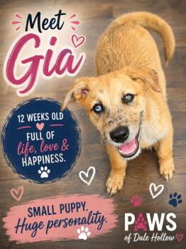 Gia in the northeast -  Terrier and Australian Shepherd Dog for Adoption in Byrdstown, Tennessee - Gia In The Northeast | PetCurious