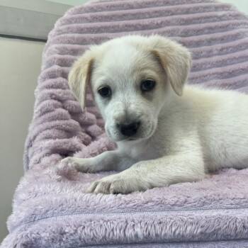 Rye -  Cattle Dog and Mixed Breed Dog for Adoption in Salt Lake City, Utah - Rye | PetCurious