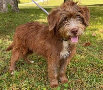 Labradoodle Dogs Available for Adoption in Washington, District Of Columbia - Pup Lana | PetCurious