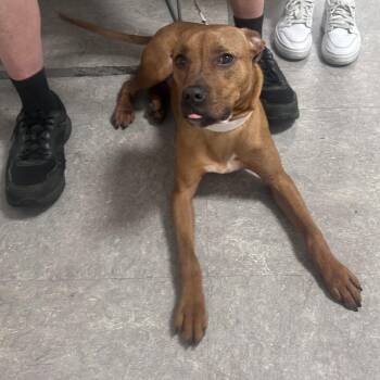 Charizo -  Mixed Breed Dog for Adoption in Philadelphia, Pennsylvania - Charizo | PetCurious