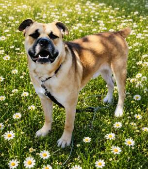 ROCKY -  Boxer Dog for Adoption - ROCKY | PetCurious