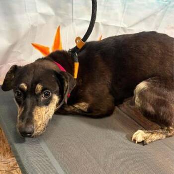 Cherry Garcia -  Terrier and Mixed Breed Dog for Adoption in Gastonia, North Carolina - Cherry Garcia | PetCurious