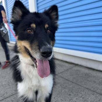 Kooper -  Collie and Husky Dog for Adoption in Rocky Point, New York - Kooper | PetCurious