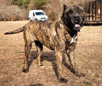 Presa Canario Dogs Available for Adoption - Kinsey | PetCurious