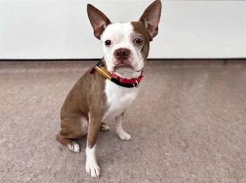 BINGO -  Boston Terrier Dog for Adoption in Brentwood, Missouri - BINGO | PetCurious