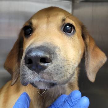 Rescue Labrador Retriever Dogs for Adoption in Hattiesburg, Mississippi - Cyrus | PetCurious