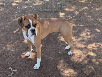 Rescue Boxer Dogs for Adoption in Woodland, California - Luka | PetCurious