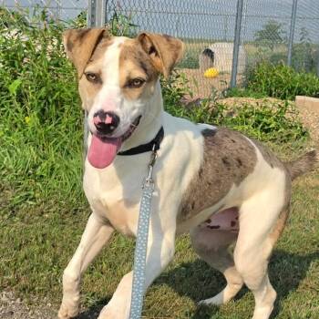 Wally -  Catahoula Leopard Dog and Mixed Breed Dog for Adoption in Grinnell, Iowa - Wally | PetCurious