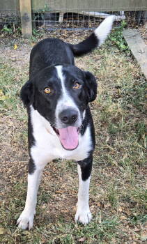 Rescue Labrador Retriever and Hound Dogs for Adoption in Franklin, Tennessee - BEAUREGARD | PetCurious