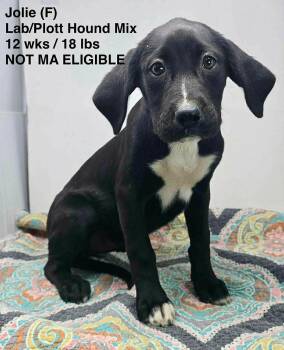 Plott Hound and Labrador Retriever Dogs Available for Adoption in Pomfret, Connecticut - JOLIE | PetCurious