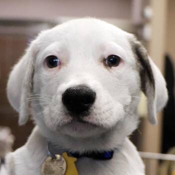 R163914 Steven -  Anatolian Shepherd and Mixed Breed Dog for Adoption in Port Washington, New York - R163914 Steven | PetCurious