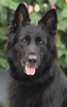 Freyja von Kothel -  German Shepherd Dog Dog for Adoption in Los Angeles, California - Freyja Von Kothel | PetCurious