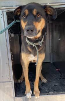 Chase -  Rottweiler Dog for Adoption in Little Elm, Texas - Chase | PetCurious