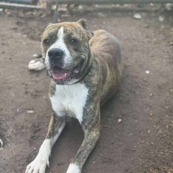 Rescue Boxer Dogs for Adoption in Anahuac, Texas - Roscoe | PetCurious
