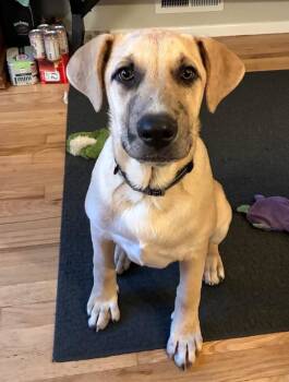 Rescue Anatolian Shepherd Dogs for Adoption in Toms River, New Jersey - Greta | PetCurious