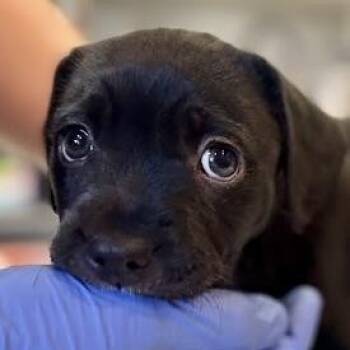 Rescue Mixed Breed Dogs for Adoption in Los Angeles, California - Laguna | PetCurious