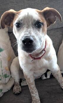 Shepherd and Australian Cattle Dog Blue Heeler Dogs Available for Adoption in Tonawanda, New York - Biscuit | PetCurious