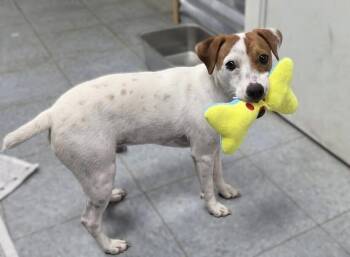 Jack Russell Terrier Dogs Available for Adoption in Washington, District Of Columbia - Mario | PetCurious