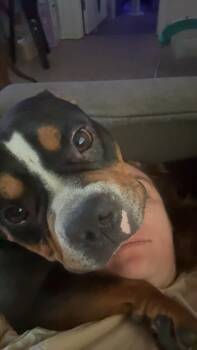 Bubbles (aka Shep) -  English Bulldog and Bulldog Dog for Adoption in Choctaw, Oklahoma - Bubbles (aka Shep) | PetCurious